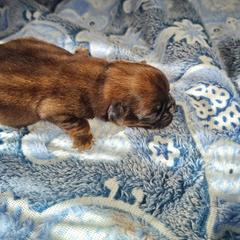 BluBarry (Barry) - Red male Brussels Griffon puppy in Columbus, Ohio from Last Knight Kennels and Greyhawk Kennels