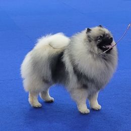 Clint - Keeshond