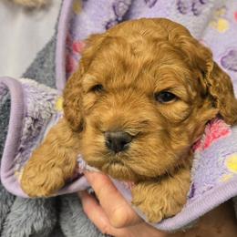 Kristoff - Golden male Cockapoo puppy in Conklin, Michigan from Lake Michigan Couture Cavapoos & Cockapoos