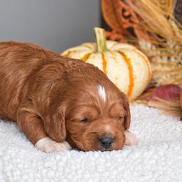 Ben - Red male Cavapoo puppy in Gap, Pennsylvania from Country View Puppies ( License 18816)