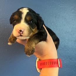Princess Daisy-Hot Pink - Tri-color female Bernedoodle puppy in Casper, Wyoming from 307 Doodles