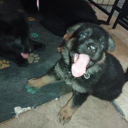 Black collar boy - Bi-color male German Shepherd puppy in Centralia, Illinois from Janices AKC German Sheperds LLC