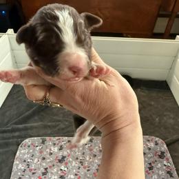 Cedar - White and red male Border Collie puppy in Barnstead, New Hampshire from ☘️ Clover Leaf’s Border Collies