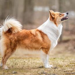 Elfa - Icelandic Sheepdog
