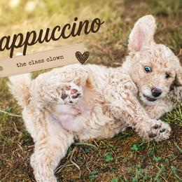 Cappuccino - Cream male Goldendoodle puppy in Madison, Georgia from Wildflower Doodles