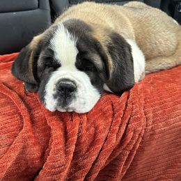 Great Dane and Saint Bernard Puppies from Steel City Saints and Danes