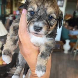 Weeble - female Corgipoo puppy in Ellensburg, Washington from Dawn to Dusk Cockapoos