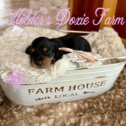 Skye - Black and cream female Dachshund puppy in Atwood, Oklahoma from Holder’s Doxie Farm