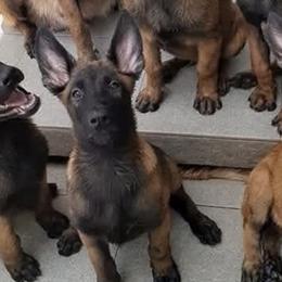 Belgian Malinois and German Shepherds from The Hills Have Eyes