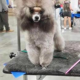Poodle Puppies from Araceli Toy Poodles