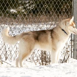 Siberian Husky All Grown Up from Keahi Siberian Huskies