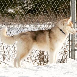Siberian Husky All Grown Up from Keahi Siberian Huskies