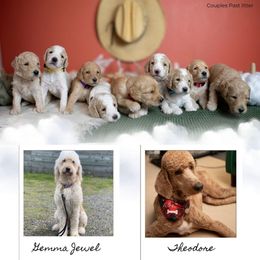 Goldendoodle puppies from Gold Diamond Pup