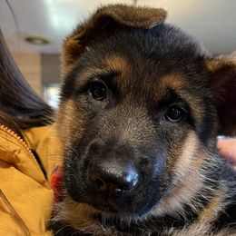 Mr Black - Black and red German Shepherd puppy in Kalakaska, Michigan from Vom Schaffner German Shepherds