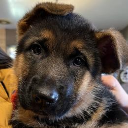 Mr Black - Black and red German Shepherd puppy in Kalakaska, Michigan from Vom Schaffner German Shepherds