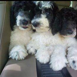 Goldendoodle Puppies from Lesia's Goldendoodles