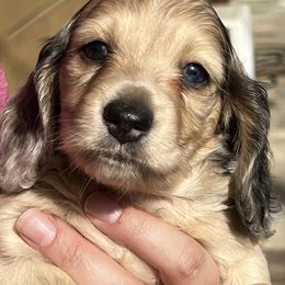 Seth - Cream male Dachshund puppy in Oregon from SoCo Dachshunds