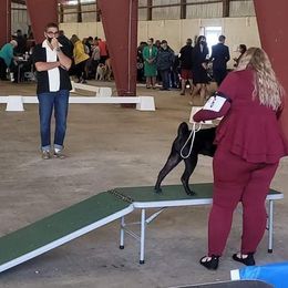 Chinese Shar-Pei All Grown Up from Eihpos Shar-Pei