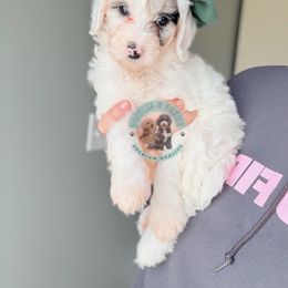 Zero - Merle female Sheepadoodle puppy in Marion, Ohio from Doodles & Doxies
