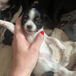AKC Girl 3 - Black and white female Chihuahua puppy in Anoka, Minnesota from Anoka County MN AKC Chihuahuas
