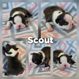 Scout - Black brindle and white male Boston Terrier puppy in Billings, Missouri from Azaleas Euro Boxers & Boston Terriers