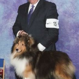 Shetland Sheepdogs from Susan Lucas