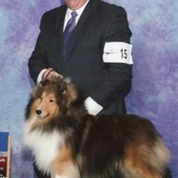 Shetland Sheepdogs from Susan Lucas