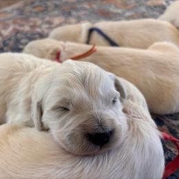 Orange (3500) - Light golden female Golden Retriever puppy in Pahrump, Nevada from Southern Nevada Goldens
