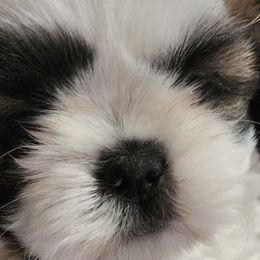 French Bulldogs and Shih Tzus from Lynne's Frenchie Tzu