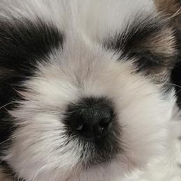 French Bulldogs and Shih Tzus from Lynne's Frenchie Tzu