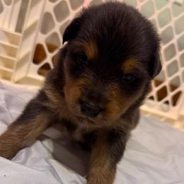 Flash - Red tri-color male Australian Shepherd puppy in East Hartford, Connecticut from CT Aussies