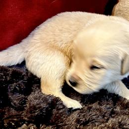 Blue - Light golden male Golden Retriever puppy in Seville, Ohio from Retriever Ranch