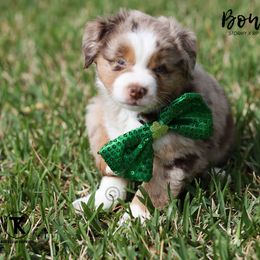 Australian Shepherd, Miniature American Shepherd, Miniature Australian Shepherd, and Toy Australian Shepherd Puppies from TK Standard, Mini, & Toy Aussies