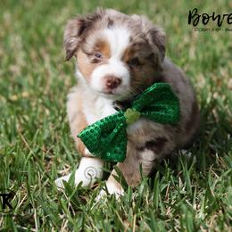 Australian Shepherd, Miniature American Shepherd, Miniature Australian Shepherd, and Toy Australian Shepherd Puppies from TK Standard, Mini, & Toy Aussies