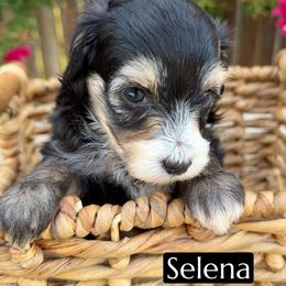 Selena Gomez - Black tri-color female Aussiedoodle puppy in Bakersfield, California from Annie's Aussies