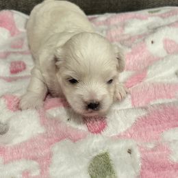 Big girl - White female Coton de Tulear puppy in Pflugerville, Texas from Beethoven’s Cotons