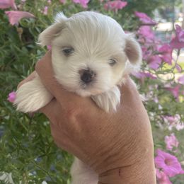 Girl 2 - White female Maltese puppy in Wilson, New York from Maltese By Valerie