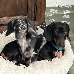 Dachshund Puppies from Dachshund Dad