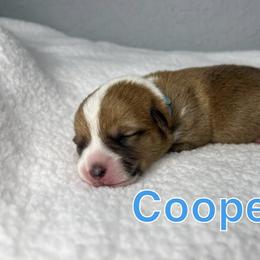 Pembroke Welsh Corgi Puppies from Corgi Lover Crew