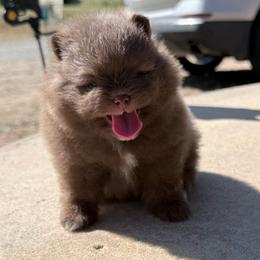 Alvin - Chocolate male Pomeranian puppy in Coleman, Oklahoma from Pretty Poms