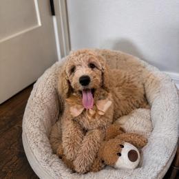Huggsie - Gold male Australian Labradoodle puppy in Leonard, Texas from Laird Farms