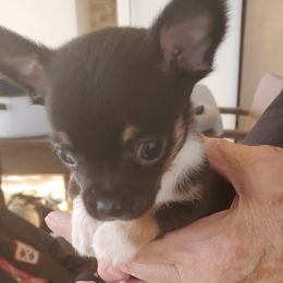 Chihuahuas from Michile's Chihuahuas