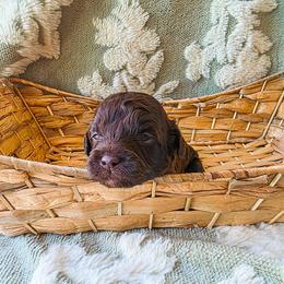 McIntosh (Mack) - Brown male Cockapoo puppy in Stillwater, Oklahoma from Cowboy Country Cockapoos