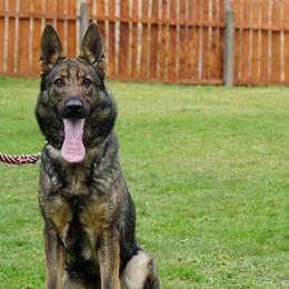 Diamond - German Shepherd