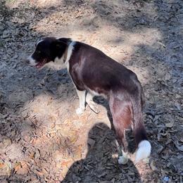 Hershey - Border Collie