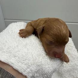 Pink collar female - Red  female Poodle puppy in San Benito, Texas from Irene's Poodles