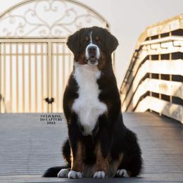 Bernese Mountain Dog All Grown Up from Carma Que’s Bernese Mountain Dogs