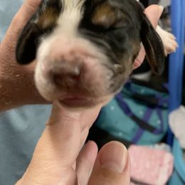 Basset Hound Puppies from 5th Day Farm