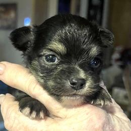 Trident - Chocolate blue male Chihuahua puppy in Tecumseh, Oklahoma from Callie’s Happy Chihuahuas, Callie’s Happy Treasures LLC