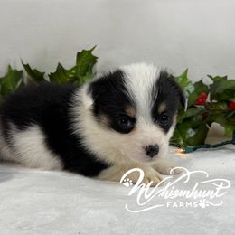 Mismark Tri Black - Black and tan male Pembroke Welsh Corgi puppy in Nashville, Arkansas from Whisenhunt Farms
